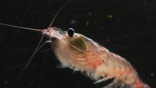 What is krill? | The secret life of whale food.