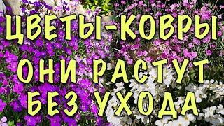 ХОТИТЕ КОВЁР ИЗ ЦВЕТОВ? ПРОСТО посейте ЭТИ МНОГОЛЕТНИКИ в ОТКРЫТЫЙ ГРУНТ! Растут БЕЗ УХОДА!