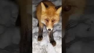 Вахтовики   приручили лису #север #Бодайбо #животные
