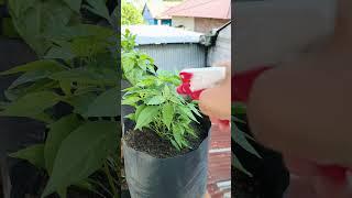 Spraying Very Fertile Chili Plants  #satisfying #short