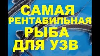 САМАЯ РЕНТАБИЛЬНАЯ РЫБА ДЛЯ УЗВ (МОЙ ОПЫТ)