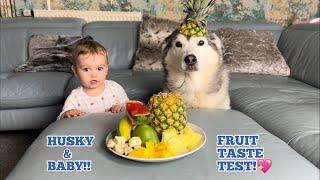 Hilarious Baby & Husky Reviewing Exotic Fruits!. [FUNNIEST VIDEO EVER!!]