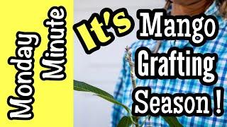 Monday Minute- It's Mango Grafting Season!