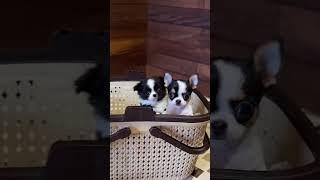 [CUP SIZE CHIHUAHUA PUPPY [SCOOBY KENNEL] AVAILABLE 8860296373 #chihuahua #chihuahuapuppy #dog #pet