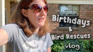 Birthdays & Bird Rescues | VLOG