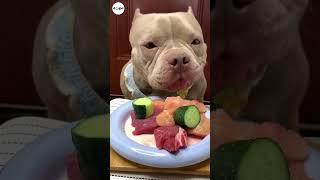 DOG BULLY EATING RAW FOODS | Eating Sound #dogs #puppy #mukbang #shorts