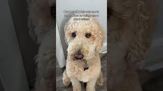 Reasonable expectations #goldendoodle #dogs