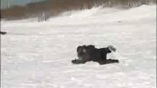 Reporter Sledding Accident!