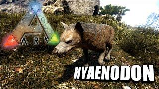 Taming A Hyaenodon | Ark Survival Evolved | The Island