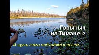 Северный Тиман-2. ЩУКИ-МОНСТРЫ КИДАЮТСЯ НА КАЖДОМ ЗАБРОСЕ. ДЕЛАЕМ БАНЮ В ГОРАХ.