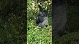 Mark the dominant  silverback  of Nyakagezi  gorilla family