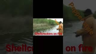 Shellcracker smack down with Pepper  an he’s on fire