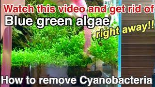 A basic guide on how to remove Cyanobacteria (Blue green algae,slime) planted aquarium,ADA,beginners