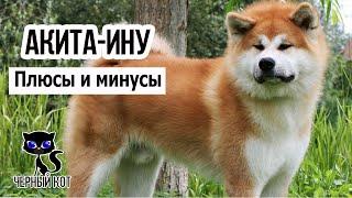  Акита-ину: плюсы и минусы. Проблемы, ожидающие владельцев этой породы