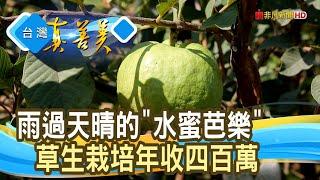 喝奶長大的“水蜜芭樂”｜綠創頂級芭樂｜【台灣真善美】2024.04.21