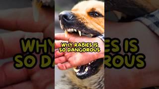 Rabies is Worse Than You Think