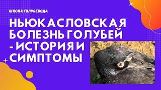 Ньюкасловская болезнь голубей - история и симптомы