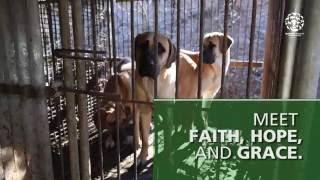 Rescued from a dog meat farm: Meet Faith, Hope and Grace