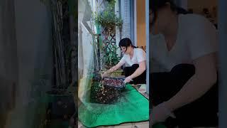 用鏡頭記錄蔥短暫的一生。 #分蔥 #陽台種植 #家庭種植 #種植技巧 #盆栽