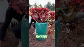 Beginner Succulent Plants: Easy Care Tips to Grow Thriving Succulents