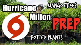 Hurricane Milton Prep for Mango Trees, Potted Plants & Grafts