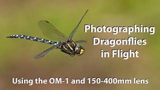 Dragonflies and damselflies in flight with the Amazing OM-1 and 150-400mm lens