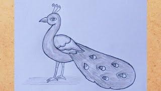 Peacock drawing easy with pencil || How to draw peacock