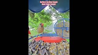“Birdbuddy Like a Boss”: Northern Cardinal Couple.  Male feeds female. #northerncardinal #birds