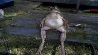 PHROG. Frog Relaxing.