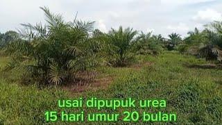 #Fungsi pupuk urea bagi #sawitri  0 - 36 bulan#perawatansawit