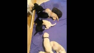 Labrador Welpen, Labrador-Puppies 3 Wochen alt