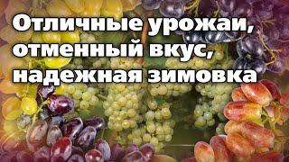 Новинки сортов винограда, которые прошли испытание на Урале