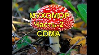 Мухомор. Чать -2. Сома. Рецепт приготовления.