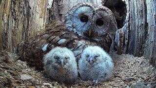 Wild Tawny Owls Adopt 6 Orphaned Owlets | Full Story | Luna & Bomber | Robert E Fuller