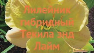 Лилейник гибридный Текила энд Лайм  обзор: как сажать, луковицы лилейника Текила энд Лайм