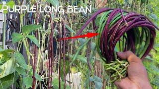 How to Grow PURPLE LONG Bean from Seeds || Growing Long Bean at Home