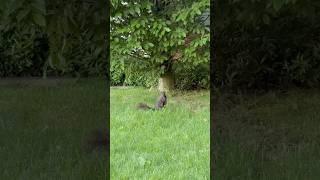 Funny little squirrel