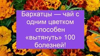 Бархатцы, тагетес, чернобривцы. Собираю и сушу для чая  #лайфхаки #полезныесоветы #чай