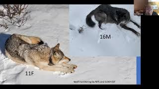 Wolf Restoration in Isle Royale National Park - A Webinar with Dr. Rolf Peterson