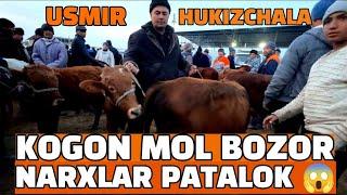 BUXORO KOGON MOL BOZOR 17.11.2024/ YOSH HUKIZCHALA GUNOJIN NARXLAR.