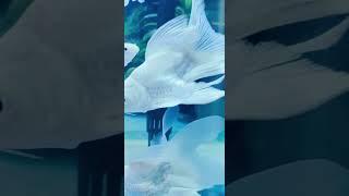 A good aquarium light is very helpful for the color development of goldfish.#koi #goldfish #aquarium