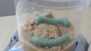 hornworm timelapse going into pupa stage