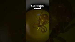 Заражение клещей #биология #инфекции #клещ #лес #наука #паразиты #грибки