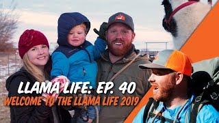 Welcome to the Llama Life 2019 - Ep.40 - Llama Life