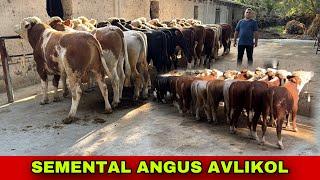 ANGUS SEMENTA AVLIKOL ️91-693-20-07 GEREFORT BUQALAR KELDI ZOYIRJONGA