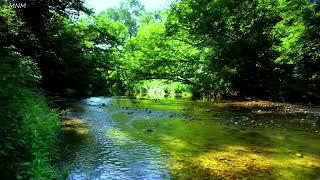 Melodic birdsong, peaceful creek sound, beautiful sounds of mother nature, ASMR