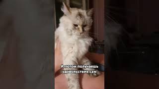 Тискаю кошку #cat #юмор #youtubeshorts