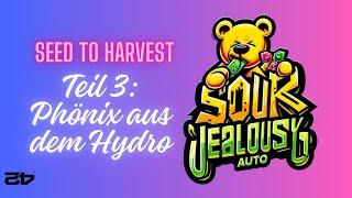 FastBuds Sour Jealousy - Seed to harvest - Cannabisanbau - Teil 2: Phönix aus dem Hydro