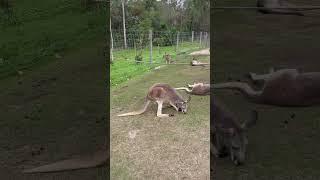 Kangaroos Down Under: Incredible Scenes From Australia