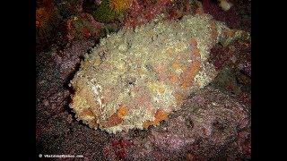 Facts: The Stonefish